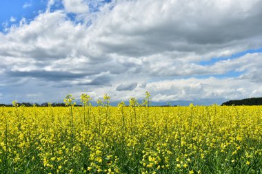 Bir bulutlu gökyüzü altında parlak sarı kanola alan görüntüsünü. 