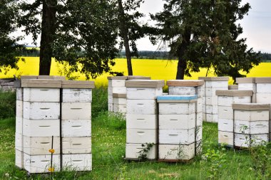 Birkaç beyaz ahşap Arı kovanlarını koleksiyon ve bal üretim için kullanılan bir görüntü. 