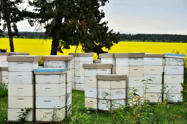 几种用于蜂蜜采集和生产的白色木蜂蜂巢图像 — 图库照片
