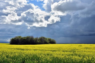 Fırtınalı ve bulutlu gökyüzü altında parlak sarı kanola alan görüntüsünü. 