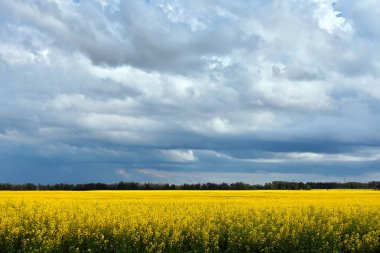 Karanlık fırtına bulutları bir parlak sarı kanola alanının görüntüsünü.