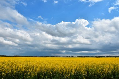 Karanlık fırtına bulutları bir parlak sarı kanola alanının görüntüsünü.