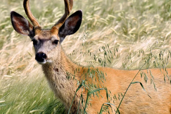 A close up image of a young deer in a green field.