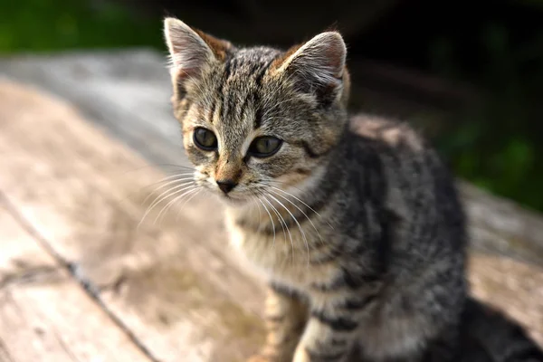 Close Image Young Kitten Sitting Wooden Bench — Stock Photo, Image