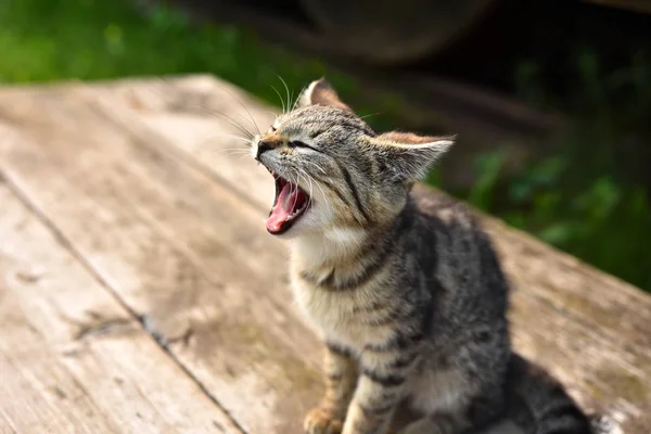 Uma Imagem Perto Gatinho Jovem Sentado Banco Madeira — Fotografia de Stock