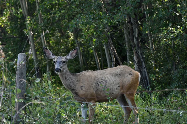 木のスタンドで雌鹿を見て不健全な若者のイメージ — ストック写真