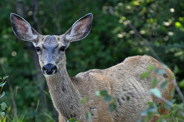 木のスタンドで雌鹿を見て不健全な若者のイメージ — ストック写真