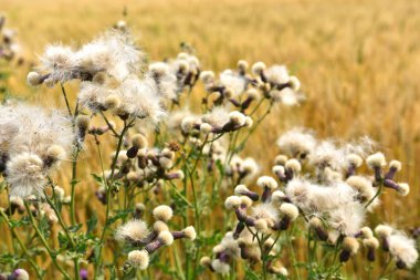 Görüntüyü bir kabarık tohum duruma gitmiş bir alanın kenarında mor thistle bitkinin. 