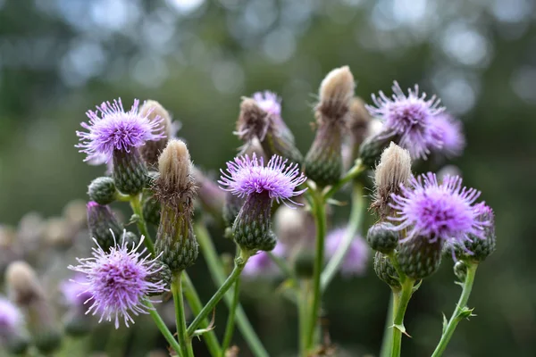 A close up image of purple milk thistle plants in bloom.