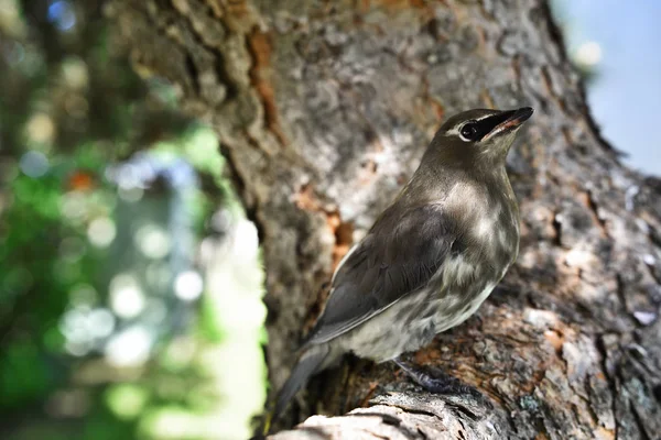 A close up image of a young Cedar Waxwing bird perched on a tree branch.