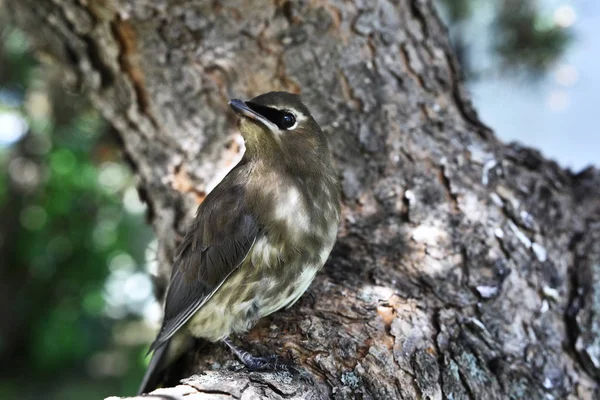 Uma Imagem Perto Jovem Pássaro Depilação Cedro Empoleirado Ramo Árvore — Fotografia de Stock