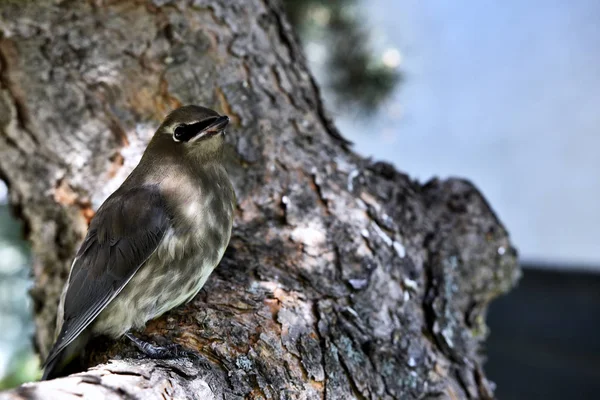 A close up image of a young Cedar Waxwing bird perched on a tree branch.