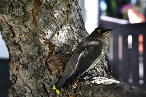 A close up image of a young Cedar Waxwing bird perched on a tree branch.