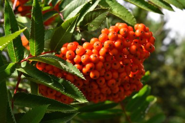 Görüntü bir kümenin parlak kırmızı rowan çilek yakından.