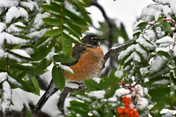 Una Imagen Pájaro Robin Naranja Comiendo Una Baya Roja Invierno — Foto de Stock