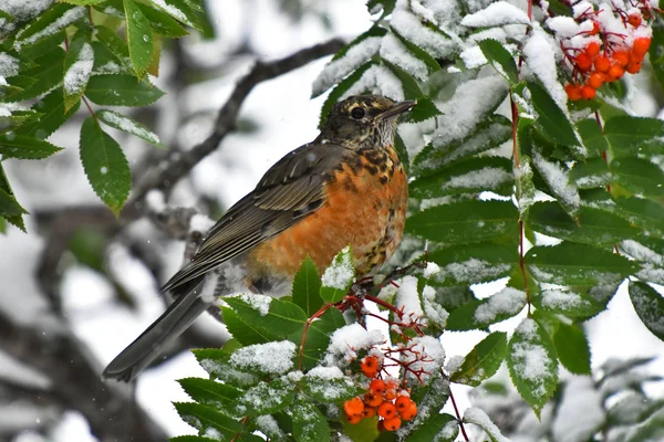 Una Imagen Pájaro Robin Naranja Comiendo Una Baya Roja Invierno — Foto de Stock