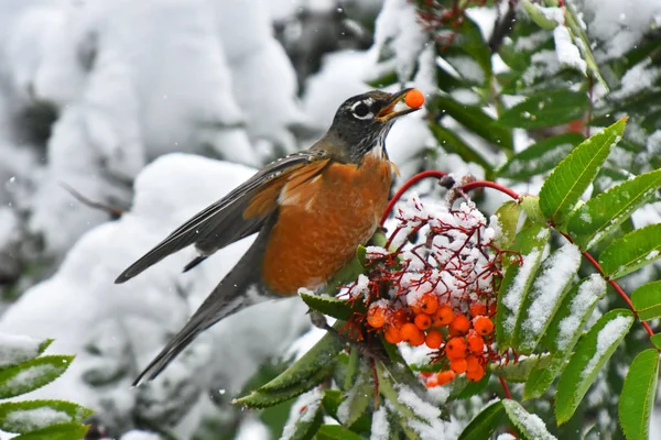 Una Imagen Pájaro Robin Naranja Comiendo Una Baya Roja Invierno — Foto de Stock