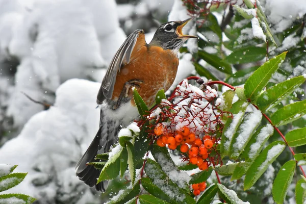 Una Imagen Pájaro Robin Naranja Comiendo Una Baya Roja Invierno — Foto de Stock