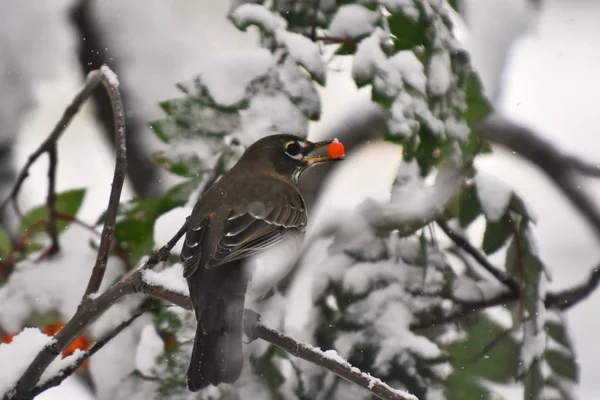 Una Imagen Joven Pájaro Encerador Cedro Comiendo Una Baya Roja — Foto de Stock