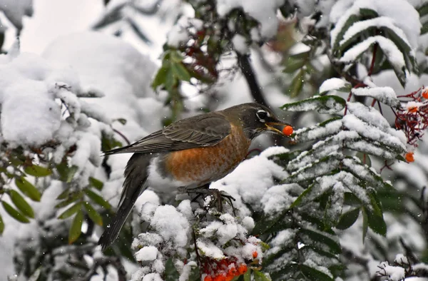 An image of an orange robin bird eating a red rowan berry in winter.