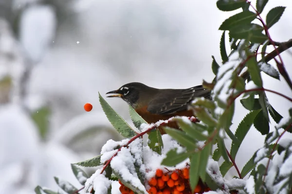 An image of an orange robin bird eating a red rowan berry in winter.