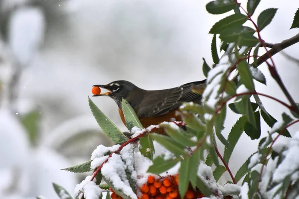 An image of an orange robin bird eating a red rowan berry in winter.