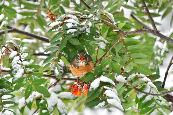 겨울에는 오렌지 이미지 — 스톡 사진