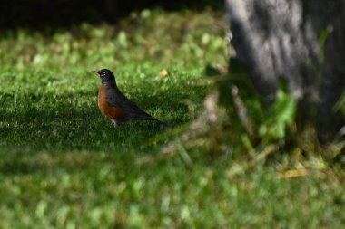 Solucan için arama bir genç kırmızı robin Songbird soyut resim. 