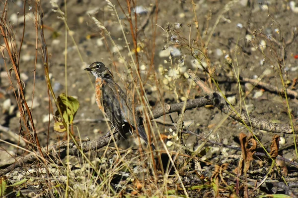 Abstract Image Young Red Robin Songbird Searching Earthworms — Stock Photo, Image