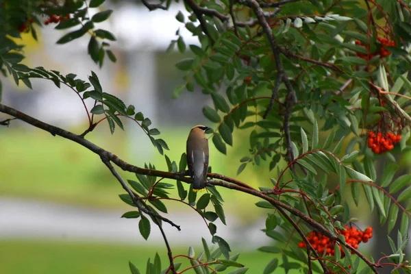 Uma Imagem Jovem Pássaro Cera Cedro Empoleirado Galho Árvore Rowan — Fotografia de Stock