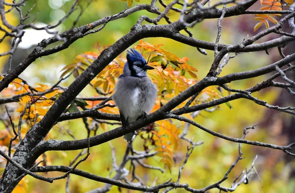 An image of a colorful blue jay bird perched in a rowan tree in autumn.