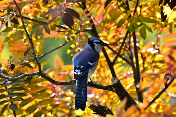 An image of a colorful blue jay bird perched in a rowan tree in autumn.