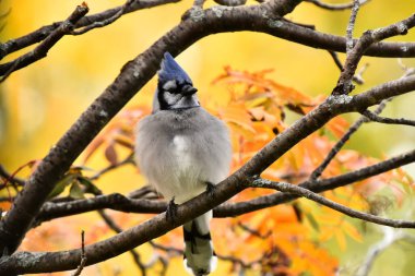 Sonbaharda rowan ağaca tünemiş bir renkli Mavi alakarga görüntüsünü yakından. 