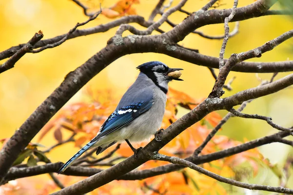 Sonbaharda rowan ağaca tünemiş bir renkli Mavi alakarga görüntüsünü yakından. 
