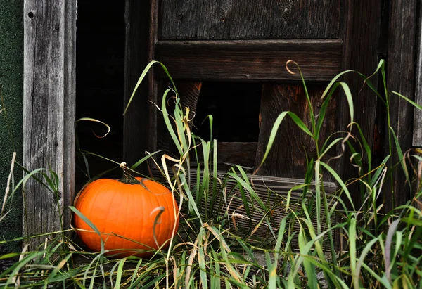 Une Image Une Grande Citrouille Orange Porte Une Vieille Maison — Photo