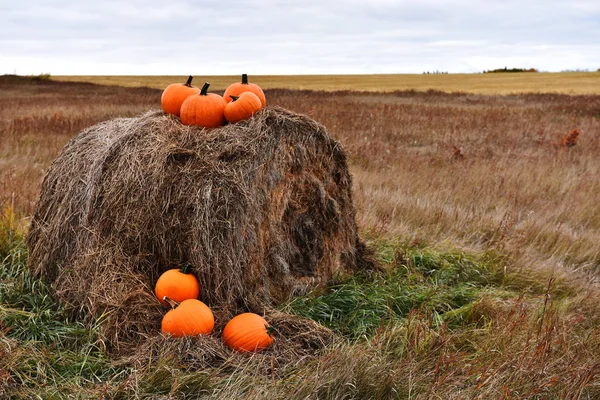Image Several Large Pumpkins Hay Bale Harvest — Stock Photo, Image