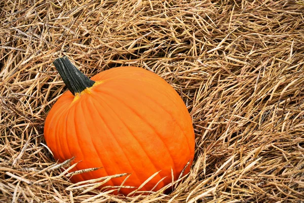 Close Image Large Orange Pumpkin Canola Swath — Stock Photo, Image