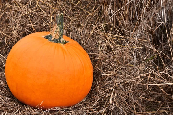 Close Image Large Orange Pumpkin Canola Swath — Stock Photo, Image