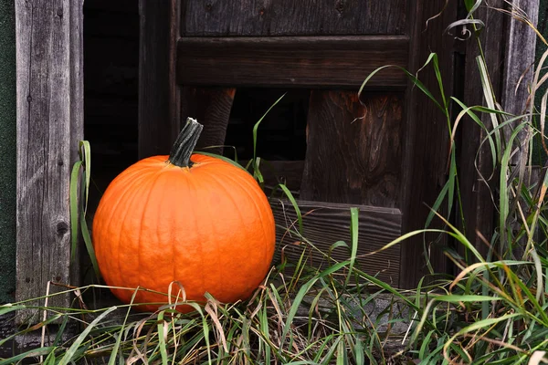 Une Image Une Grande Citrouille Orange Porte Une Vieille Maison — Photo