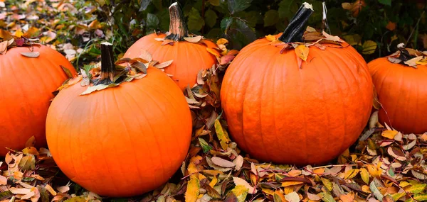 Image Several Large Pumpkins Row Covered Autumn Leaves — Stock Photo, Image