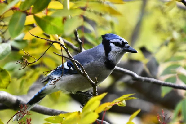 Eine Nahaufnahme Eines Bunten Blauen Eichelhährers Der Herbst Einem Vogelbeerbaum — Stockfoto