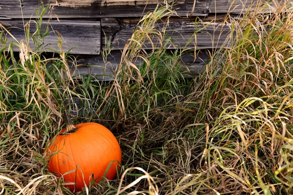 Immagine Una Grande Zucca Raccolto Erba Alta — Foto Stock