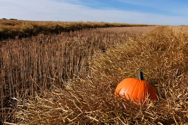 Image Large Pumpkin Canola Swath Harvest Time — Stock Photo, Image