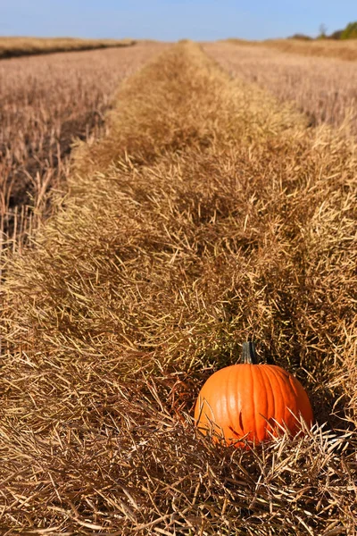 Een Afbeelding Van Een Grote Pompoen Een Canola Swath Oogsttijd — Stockfoto