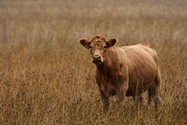 Görüntüyü sığır kahverengi bir çayırda. 