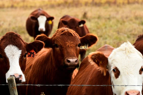 An image of a young beef cow standing near a barbed wire fence.