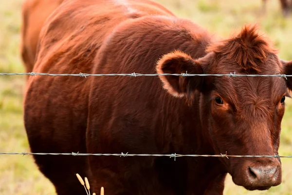 An image of a young beef cow standing near a barbed wire fence.