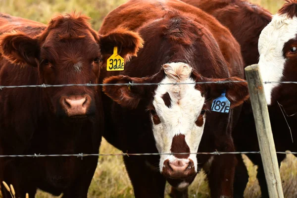 An image of a young beef cow standing near a barbed wire fence.