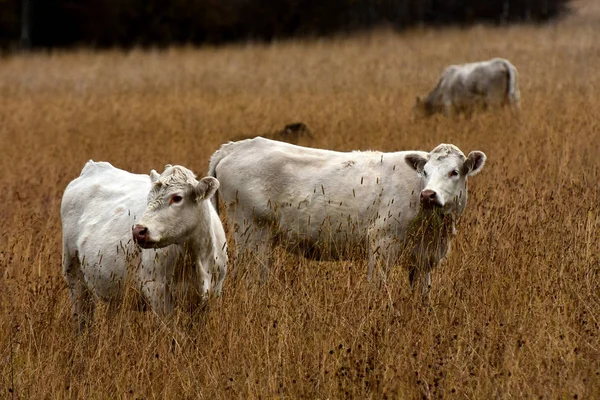 Image Beef Cattle Brown Meadow — Stock Photo, Image