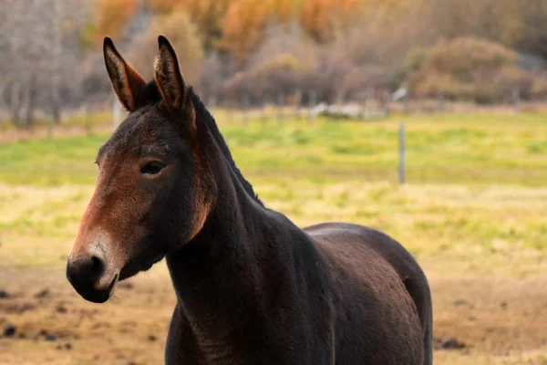 Close Image Dark Brown Mule Fenced Pasture — Stock Photo, Image